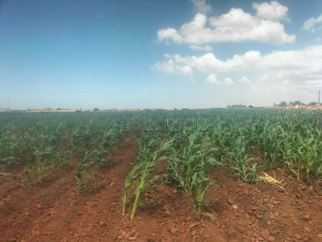 Terrain vente à Sidi Rahal, Gharb-Chrarda-Beni Hssen