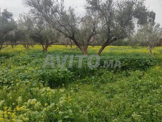 Propriété vente à Ouarzazate