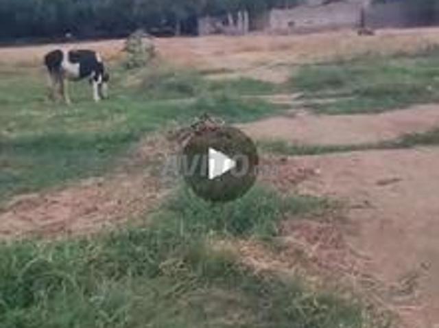 Propriété vente à Mellal