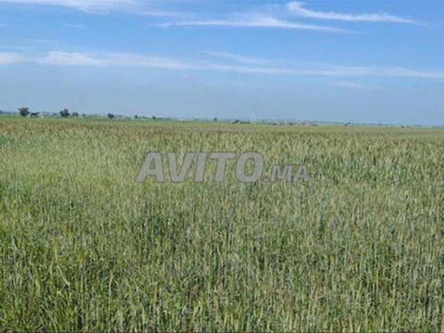 Propriété vente à El Ma, Gharb-Chrarda-Beni Hssen