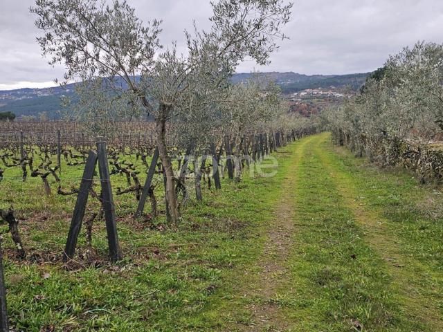 Terreno venda em Alijó, Vila Real