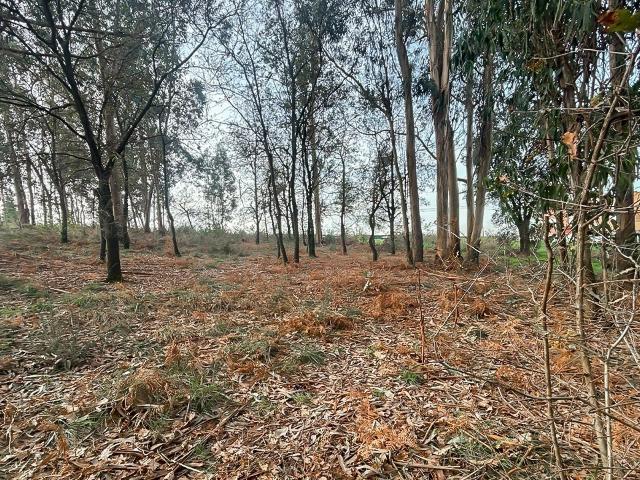 Terreno venda em Juncainho, Gavião