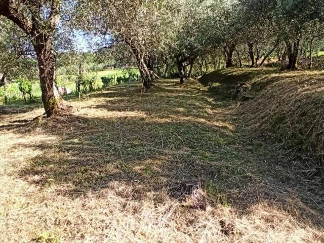 Villa Indipendente in affitto a Capannori, Toscana