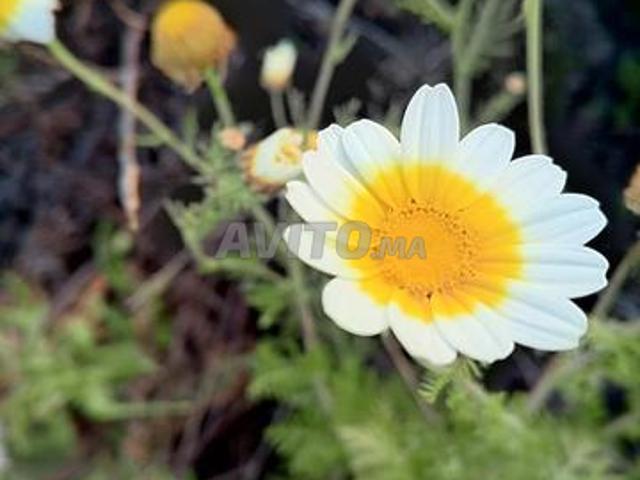 Propriété vente à Settat, Gharb-Chrarda-Beni Hssen