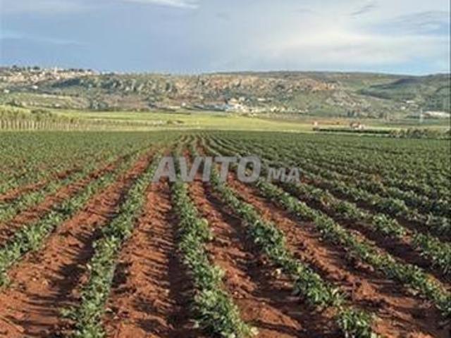 Propriété vente à El Hajeb