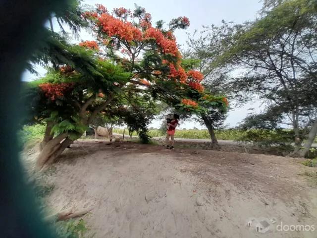 Terreno venta en Pisco, Ica