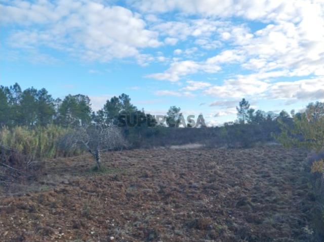 Terreno venda em Castelo Branco