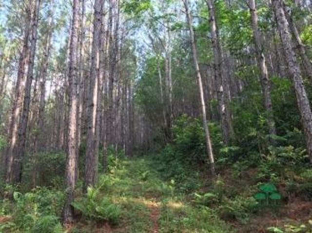 Terreno venda em Canela