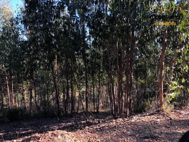 Terreno venda em Castelo Branco, Cumeada