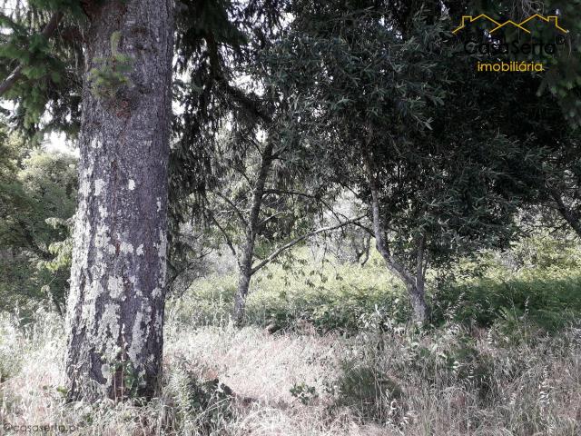 Terreno venda em Castelo Branco, Cumeada