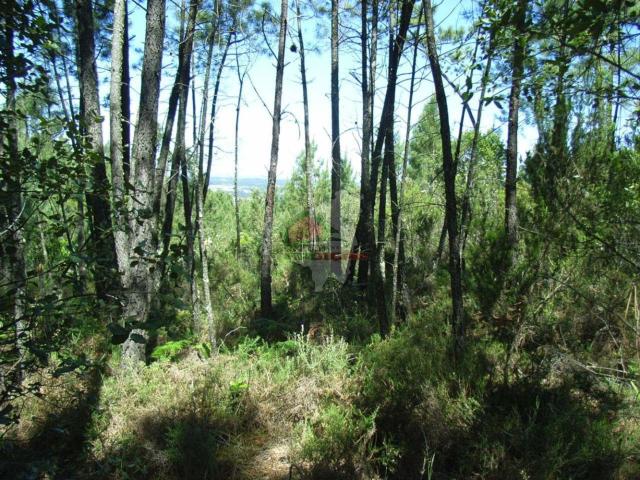 Terreno venda em Castelo Branco, Cumeada