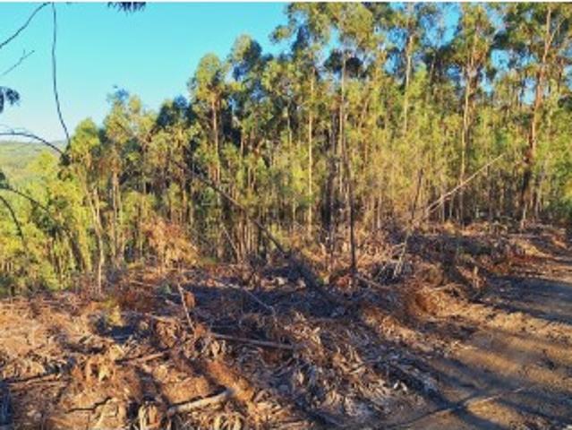 Terreno venda em Castelo Branco, Cumeada