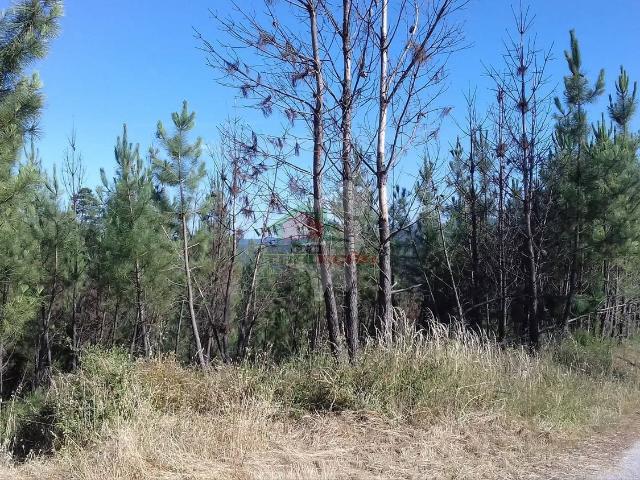 Terreno venda em Castelo Branco, Cumeada