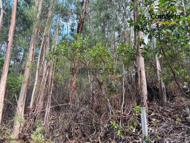 Terreno venda em Castelo Branco, Cumeada