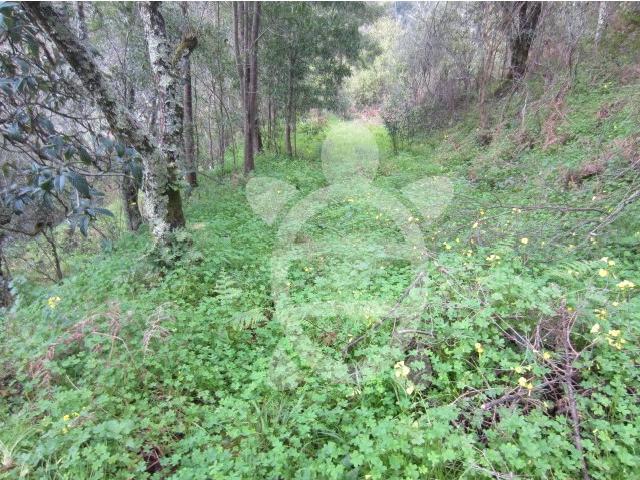 Terreno venda em Coimbrã, Coimbra