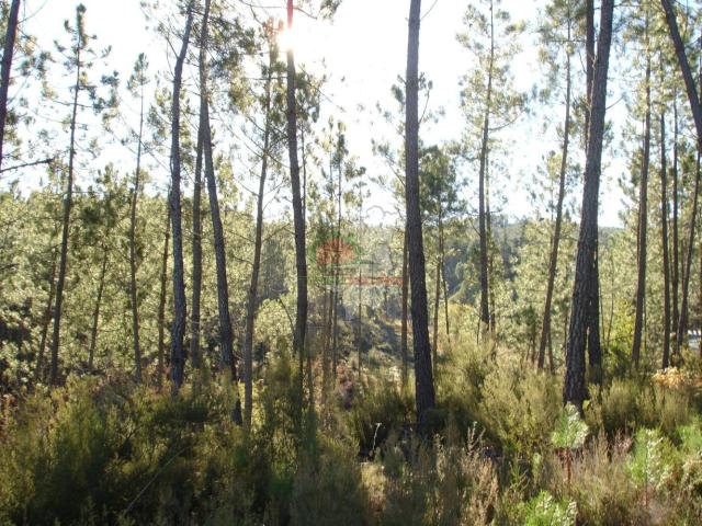 Terreno venda em Castelo Branco, Oleiros
