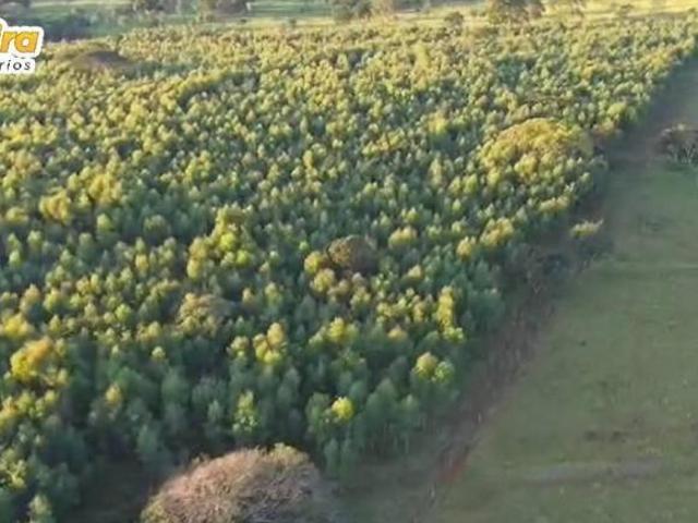 Terreno venda em Região Geográfica Imediata de Uberlândia, Prata