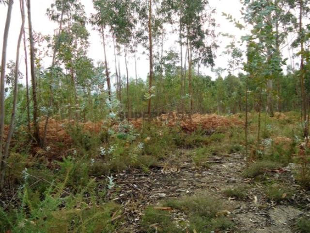 Terreno venda em Boalhosa, Viana Do Castelo
