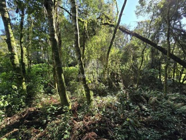 Terreno venda em Canela