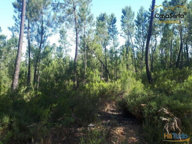 Terreno venda em Castelo Branco, Cumeada