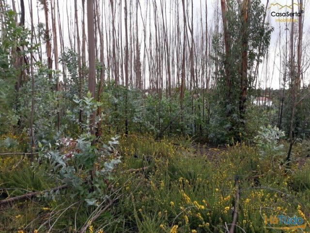 Terreno venda em Castelo Branco, Cumeada