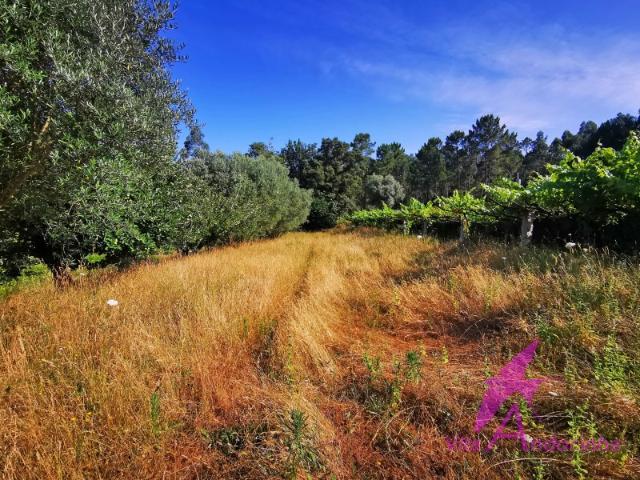 Terreno venda em Nogueira, Barroso