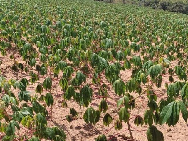 Terreno venda em Região Geográfica Imediata de Oliveira, Piracema