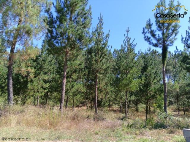 Terreno venda em Castelo Branco, Cumeada
