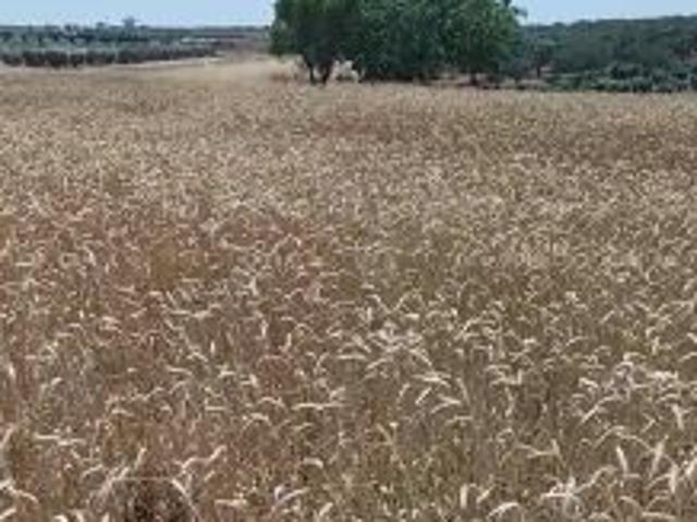 Terreno in vendita a Puglia, Brindisi
