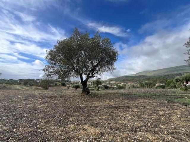 Terreno venda em Torres Novas, Santarém