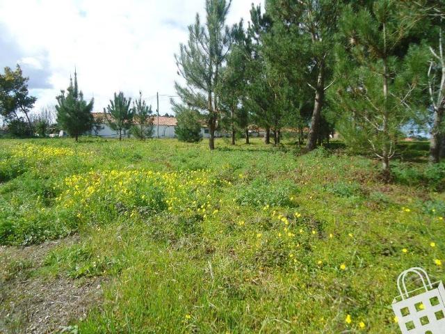 Terreno venda em Alcobaça, Leiria