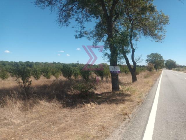 Terreno venda em Castelo Branco, Idanha-a-nova
