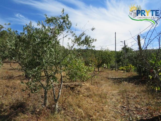 Terreno venda em Castelo Branco, Oleiros