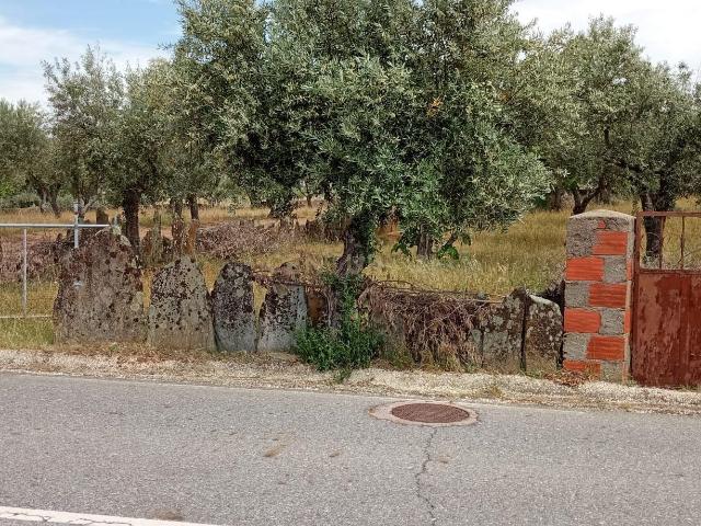 Terreno venda em Castelo Branco