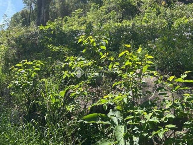 Terreno venda em Canela