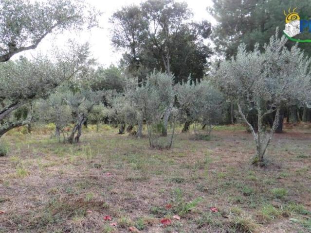 Terreno venda em Castelo Branco, Cumeada