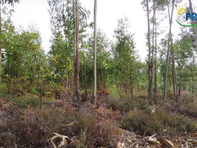 Terreno venda em Castelo Branco, Cumeada