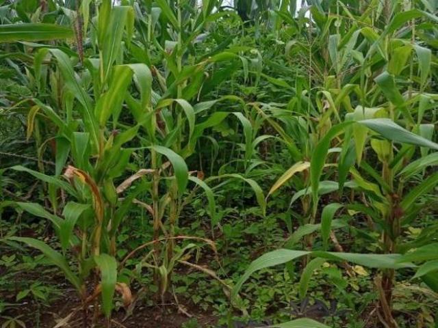 Terreno venda em Região Geográfica Imediata de Belo Horizonte, Região Metropolitana de Belo Horizonte