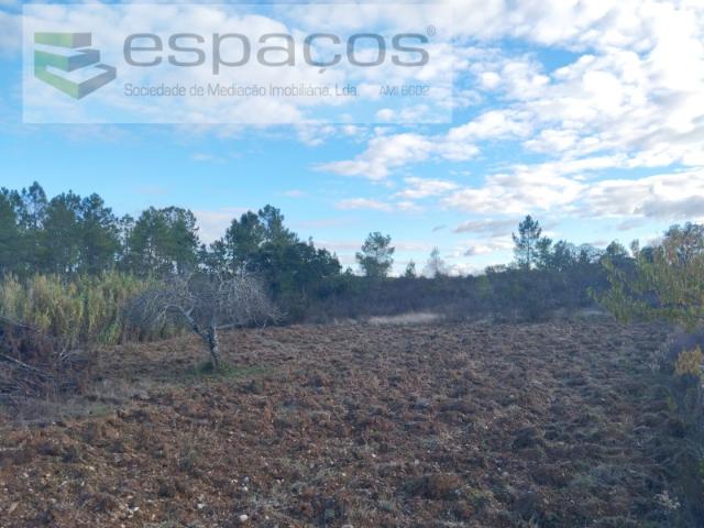 Terreno venda em Castelo Branco