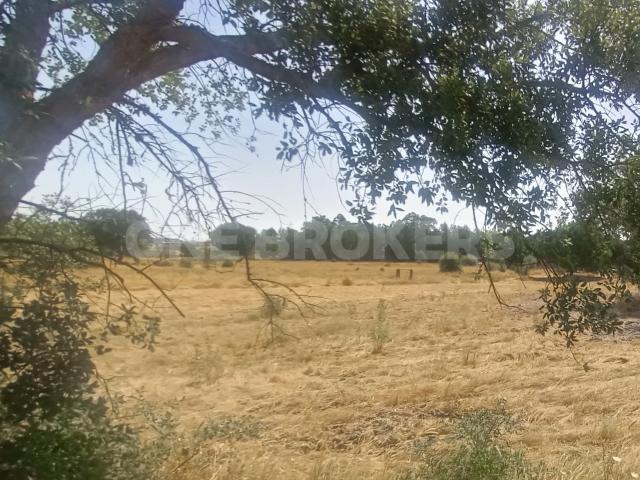 Terreno venda em Benavente, Santarém