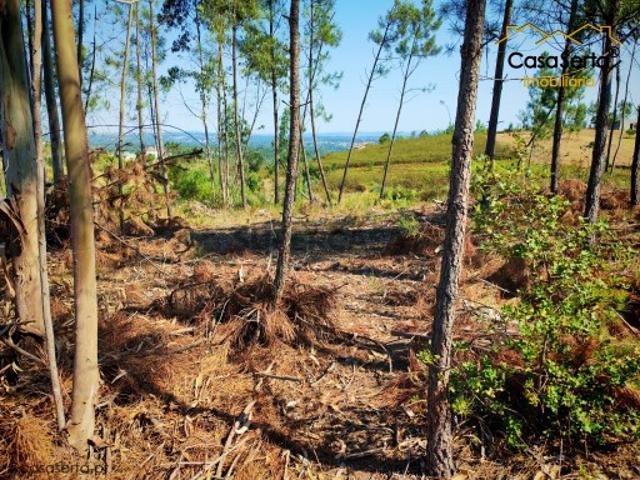 Terreno venda em Castelo Branco, Cumeada
