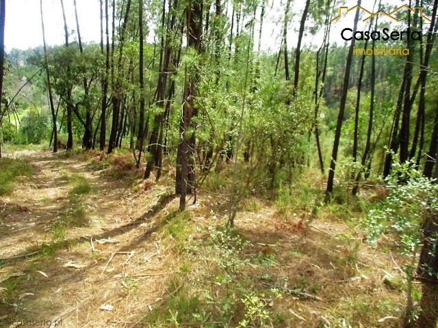 Terreno venda em Cernache do Bonjardim, Nesperal e Palhais, Sertã