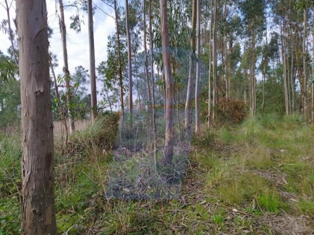 Terreno venda em Oliveira Do Bairro, Aveiro