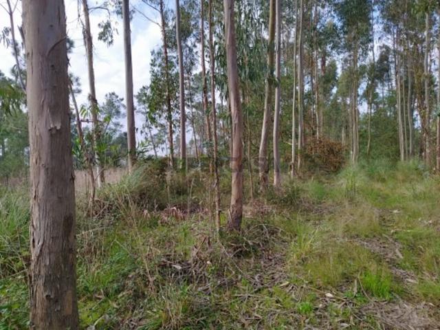 Terreno venda em Oliveira Do Bairro, Aveiro