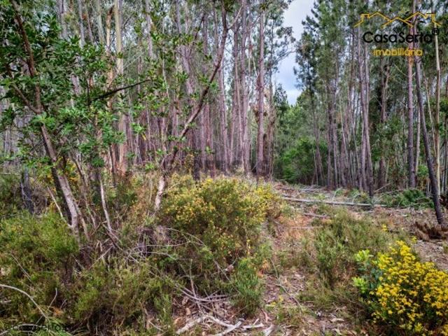Terreno venda em Castelo Branco, Cumeada