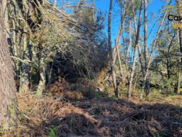 Terreno venda em Castelo Branco, Cumeada