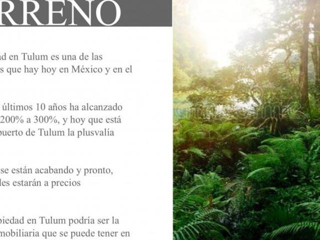 Terreno 5 Hectáreas Tulum Chunyaxché Frente a Carretera, Cenote y Acceso a Elect