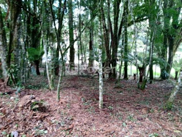 Terreno venda em Canela