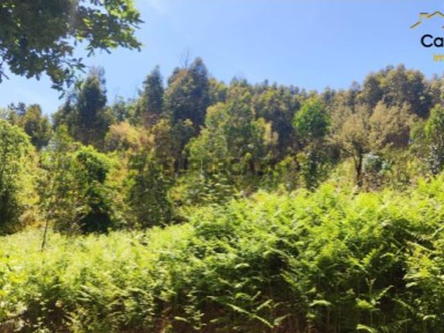 Terreno venda em Castelo Branco, Cumeada