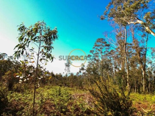 Terreno venda em Cruz da Caldeira, Câmara De Lobos